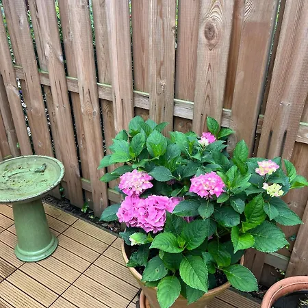 Idyllische Mit Terrasse Und Seezugang Daire Bosau